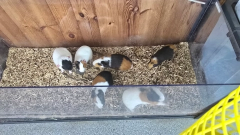 칠곡동물체험카페 햄스터